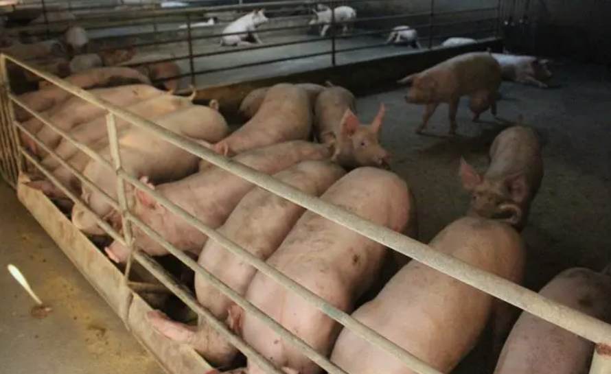 養豬場污水處理方法有哪些(養豬污水變清水最快方法) 養豬場污水處理方法有哪些(養豬污水變清水最快方法)