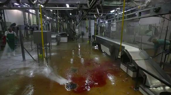 屠宰廢水處理設備公司哪家好(屠宰污水處理方案) 屠宰廢水處理設備公司哪家好(屠宰污水處理方案)